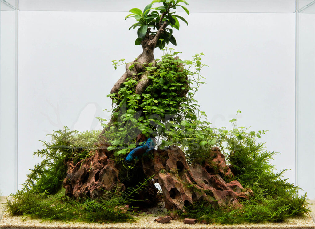 Aquascape Using Natural Dragon Stone with Alien Betta Fish