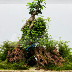 Aquascape Using Natural Dragon Stone with Alien Betta Fish