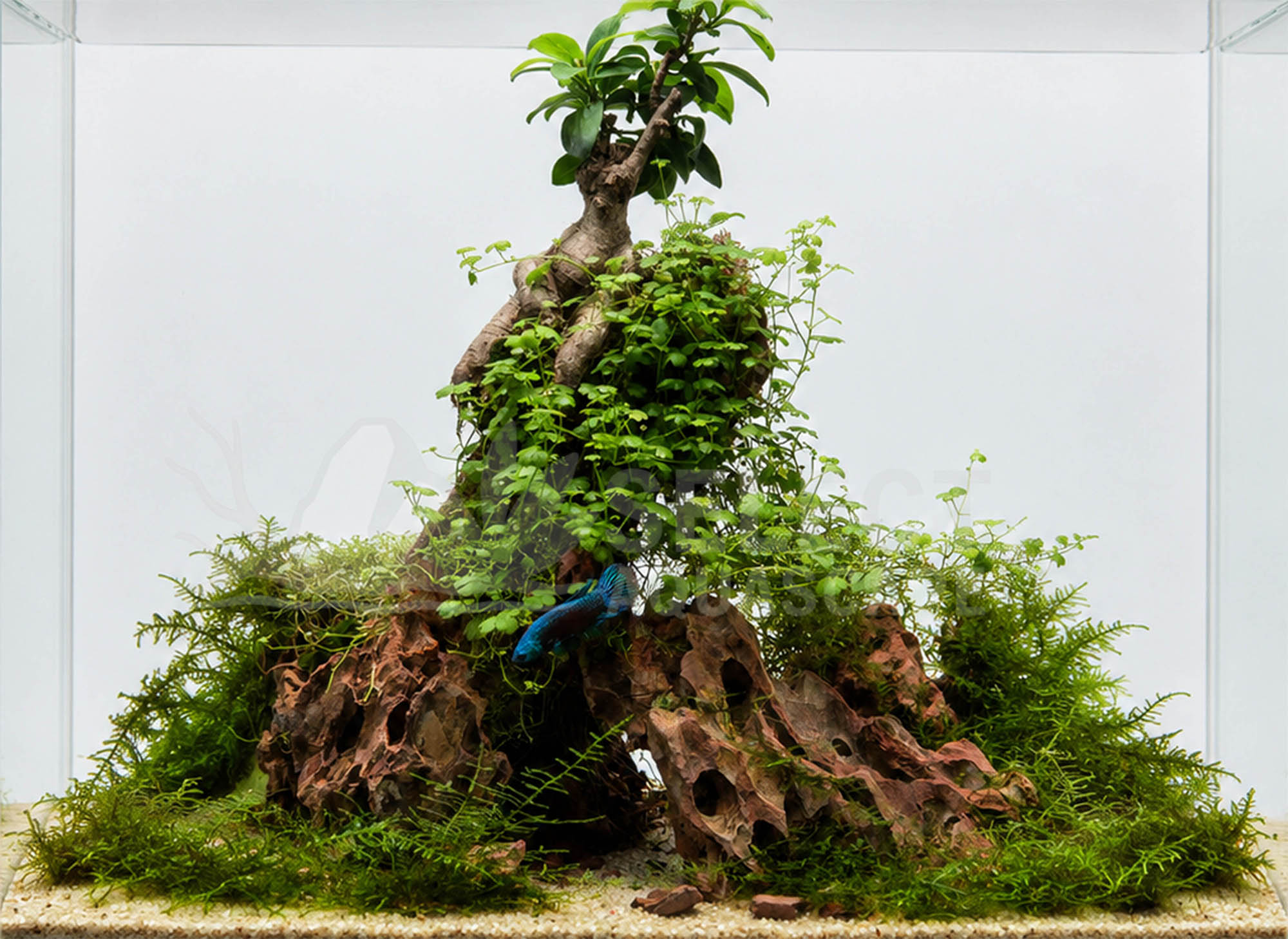 Aquascape Using Natural Dragon Stone with Alien Betta Fish