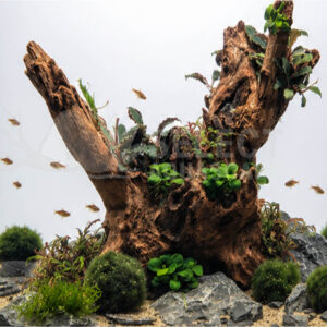 Aquascape Using Natural Seiryu Stone with Fish