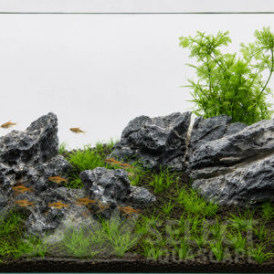 Aquascape Using Natural Seiryu Stone with Fish
